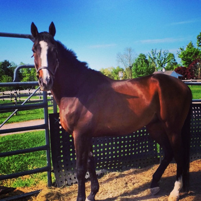 11 Year Old Thoroughbred Gelding.jpg